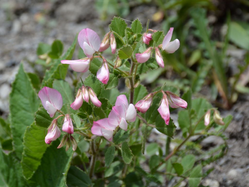 Ononis rotundifolia / Ononis a foglie tonde